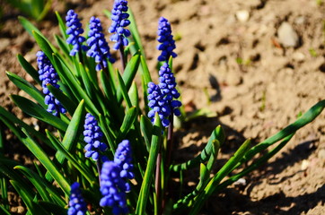 Macro Photo spring plant flower Muscari armeniacum. Background purple flowers muscari with green leaves.