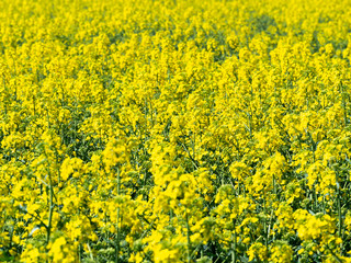 Obraz premium Raps field, rapeseed field, canola field, raps flowers close up. Selective focus, blurry background.