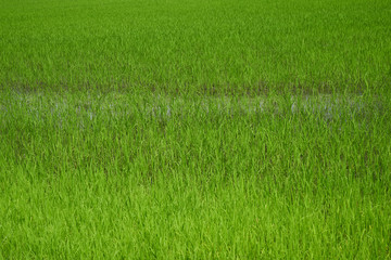 Rice field. Young rice shoots. Sprouted Rice. Sprouted Fig.