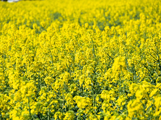 Obraz premium Raps field, rapeseed field, canola field, raps flowers close up. Selective focus, blurry background.