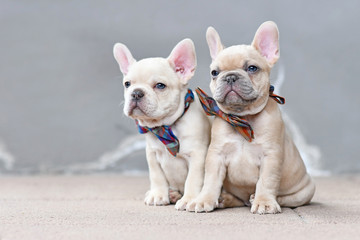 Two 7 weeks old lilac fawn colored French Bulldog dog puppies wearing bow ties sitting together in front of gray wall