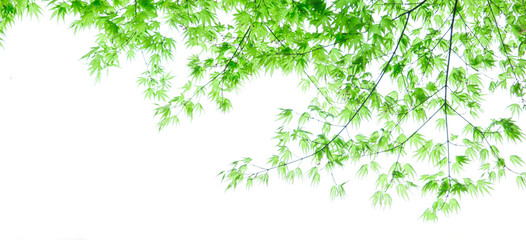 young green foliage of japanese maple tree. banner size 