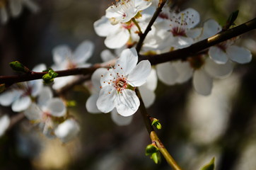 Blooming branch of plum tree