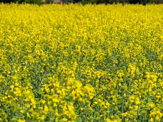 Raps field, rapeseed field, canola field, raps flowers close up. Selective focus, blurry background.