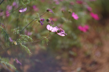 cosmos flowers garden,with swirly bokeh in vintage style and soft blur for background.