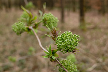 Frühling im Wald: Frische Knospen und Blätter an einem Busch / Strauch