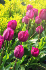 Fototapeta premium pink tulips in garden