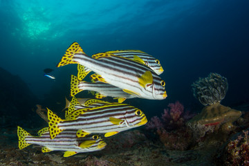 Oriental Sweetlips fish on coral reef in the Similan Islands, Thailand	