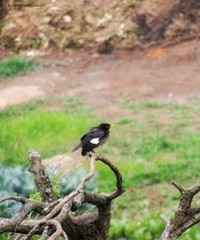 The beauty of birds and nature. This pictures are directly captured from the forest area without disturbing them.