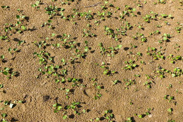 first green sprouts and leaves, spring grass on damp beach sand. Natural spring background.