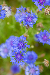 야외 공원에 피어 있는 보라색 국화