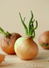 sprouted onions
