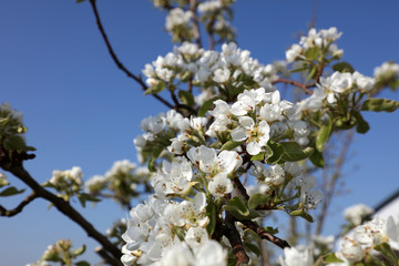 Birnenbaum im Frühling
