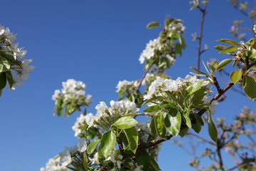 Birnenbaum im Frühling