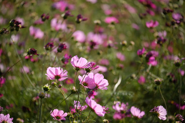 Obraz na płótnie Canvas cosmos flowers garden,with swirly bokeh in vintage style and soft blur for background.