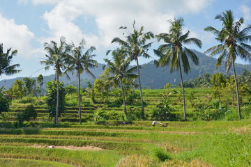 Fototapeta na wymiar View of rice terraced field with palm trees, Bali