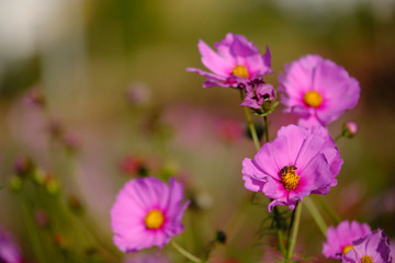 cosmos flowers garden,with swirly bokeh in vintage style and soft blur for background.