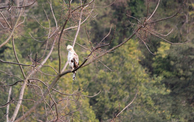 The Changeable Hawk-Eagle