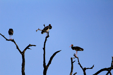 Black Stork Birds