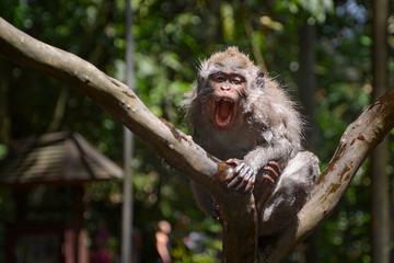 Roaring monkey in Monkey forest, Ubud, Bali