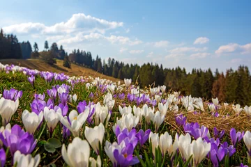 Foto auf Glas Krokusse - Allgäu - Alpen - Frühling © Dozey
