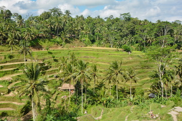 Fototapeta na wymiar Beautiful rice fields on terrace, Bali