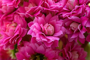 Kalanchoe blossfeldiana (Calandiva, Flaming Katy, Florist Kalanchoe) pink flowers and buds. Selective focus.