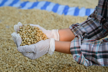 Examination of the quality of the coffee beans that have been cured and processed through the bleaching process.