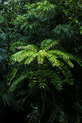 Eurycoma Longifolia Jack is the herb name for what is more commonly known as Tongkat Ali, Pasak...