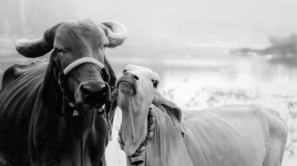 A cow mother and her calf © Sahil