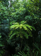 Eurycoma Longifolia Jack is the herb name for what is more commonly known as Tongkat Ali, Pasak...