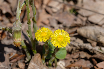 Wildblume im Frühling: Gelb blühender Huflattich (lat.: Tussilago farfara) auf dem Waldboden