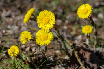Auf dem Waldboden: Blühender gelber Huflattich (lat.: Tussilago farfara) im Frühling