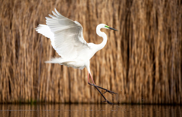Egret eating fish
