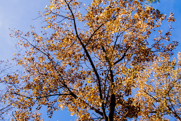autumn leaves against blue sky