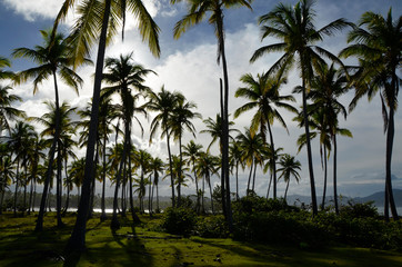 Palmy na rajskiej plaży