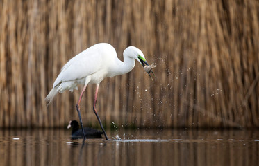 Egret eating fish