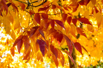 autumn leaves background
