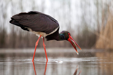 Stork eating fish