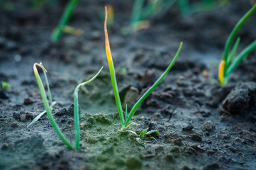 Fresh young onion grows on a home garden.