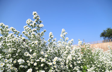 Closeup of white cutter aster flowers in the park  with blue sky background.