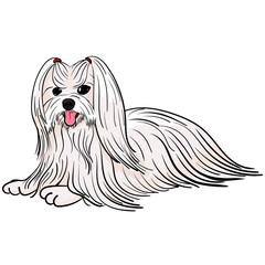 Cartoon white lapdog.  small purebred dog