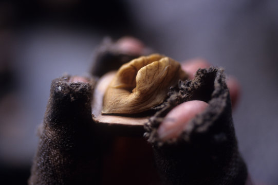 日本の伝統食品,鬼胡桃,手作業のクルミ割り