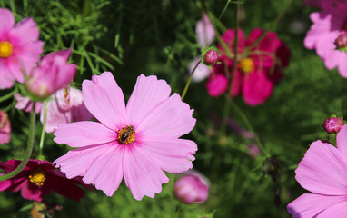 Obraz premium Closeup of a bee with pink cosmos flower in the park in sunny day. 
