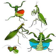 hand-drawing mantis insects on white