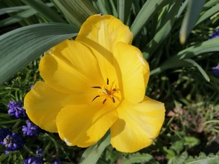 Petite nature : Tulipa gesneriana