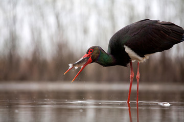 Stork eating fish