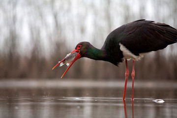 Stork eating fish