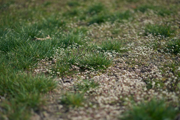 Small sping flovers in grass, blurred background. Sping minimal concept. Womens Day, Mothers Day. Nature background.