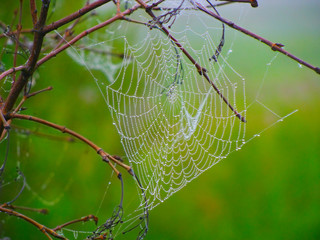 morning in the forest, spider web with dew drops